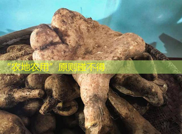 “农地农用”原则碰不得
