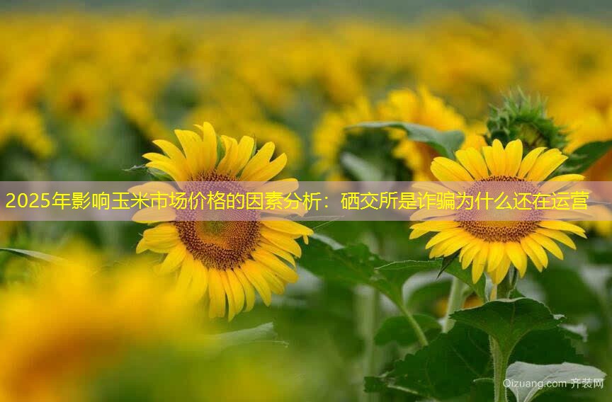 2025年影响玉米市场价格的因素分析