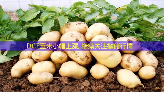 DCE玉米小幅上漲, 继续关注抛储行情