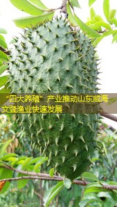 “四大养殖”产业推动山东威海文登渔业快速发展