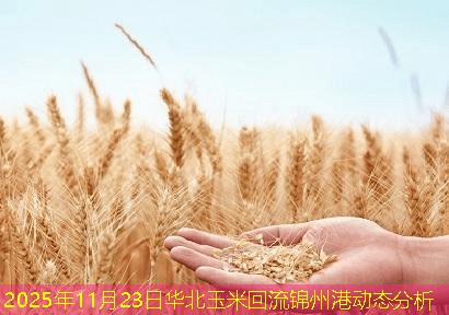 2025年11月23日华北玉米回流锦州港动态分析