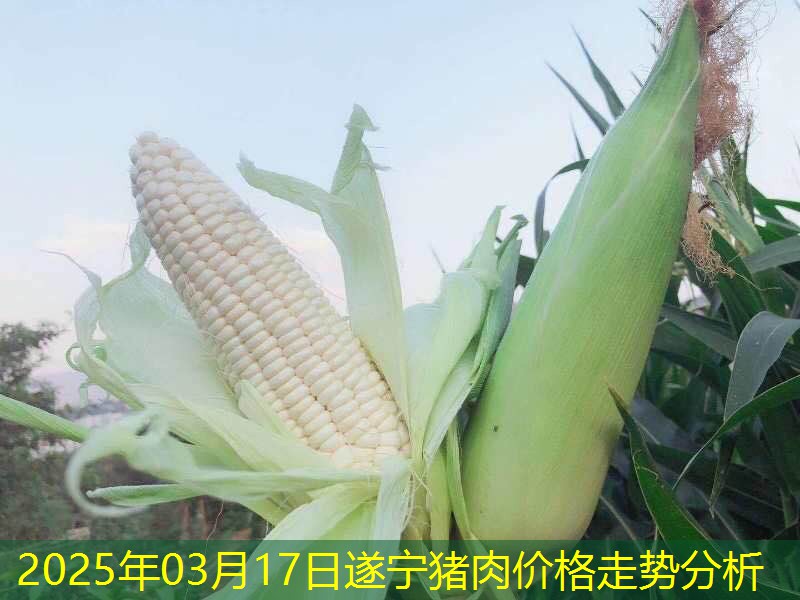 2025年03月17日遂宁猪肉价格走势分析