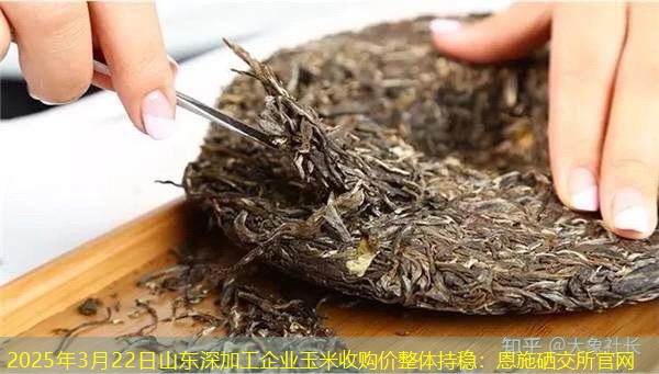 2025年3月22日山东深加工企业玉米收购价整体持稳