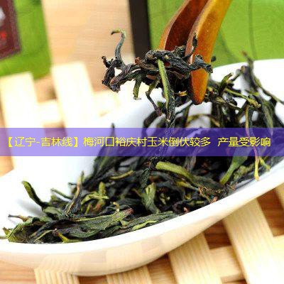 【辽宁-吉林线】梅河口裕庆村玉米倒伏较多 产量受影响