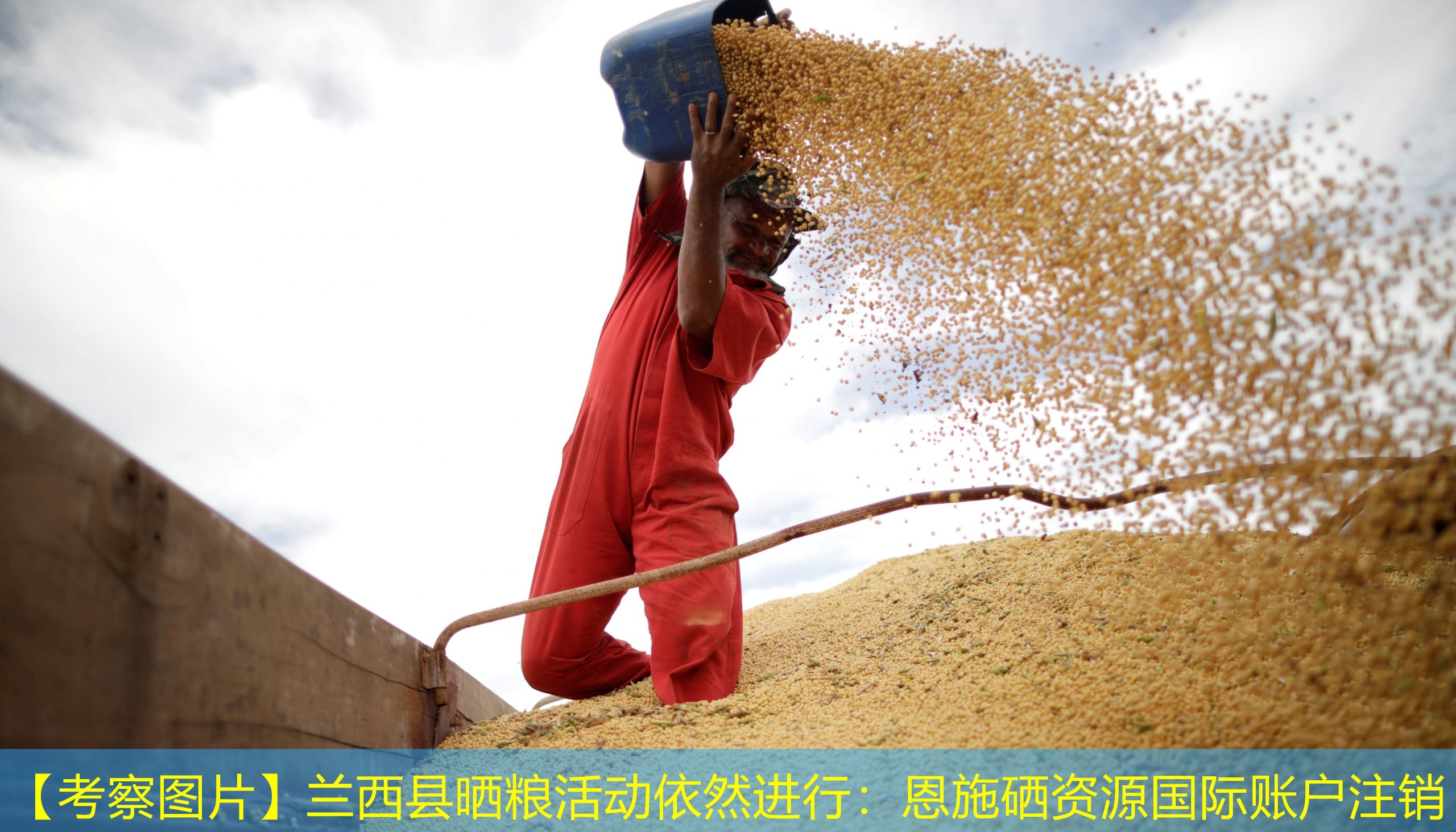 【考察图片】兰西县晒粮活动依然进行