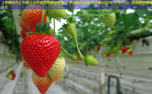 【考察快讯】中国玉米网南方饲养业考察-广州饲料行业协会分享2025年10月15日