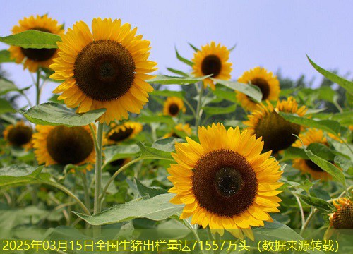 2025年03月15日全国生猪出栏量达71557万头（数据来源转载）