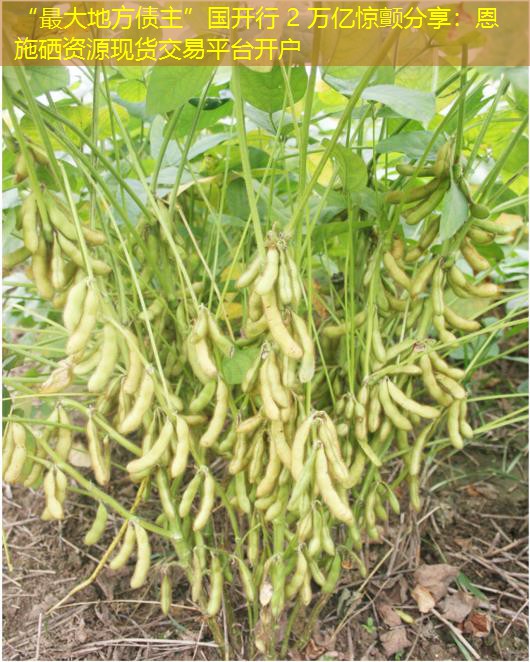 “最大地方债主”国开行 2 万亿惊颤分享