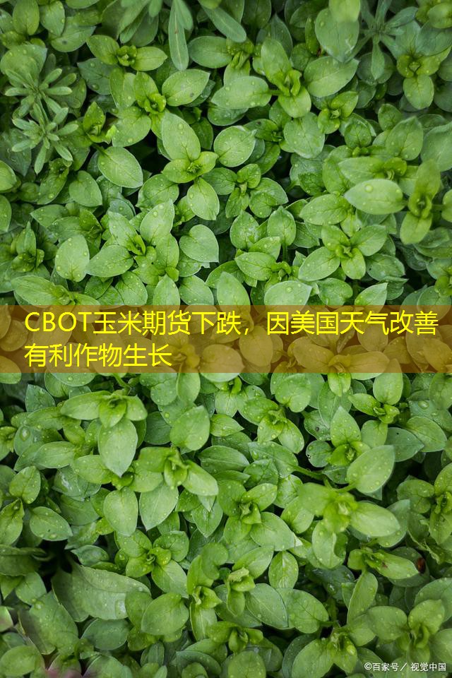 CBOT玉米期货下跌，因美国天气改善有利作物生长
