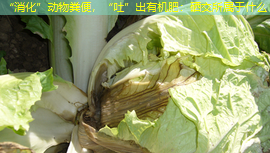 “消化”动物粪便，“吐”出有机肥