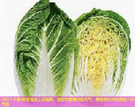 CBOT小麦期货延续上涨趋势，因担忧黑海地区天气