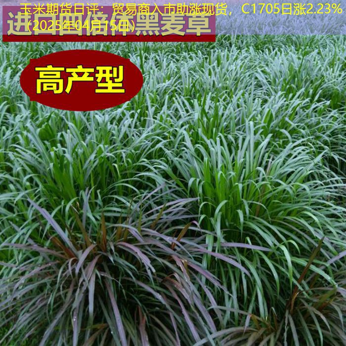 玉米期货日评：贸易商入市助涨现货，C1705日涨2.23%（2025年04月15日）