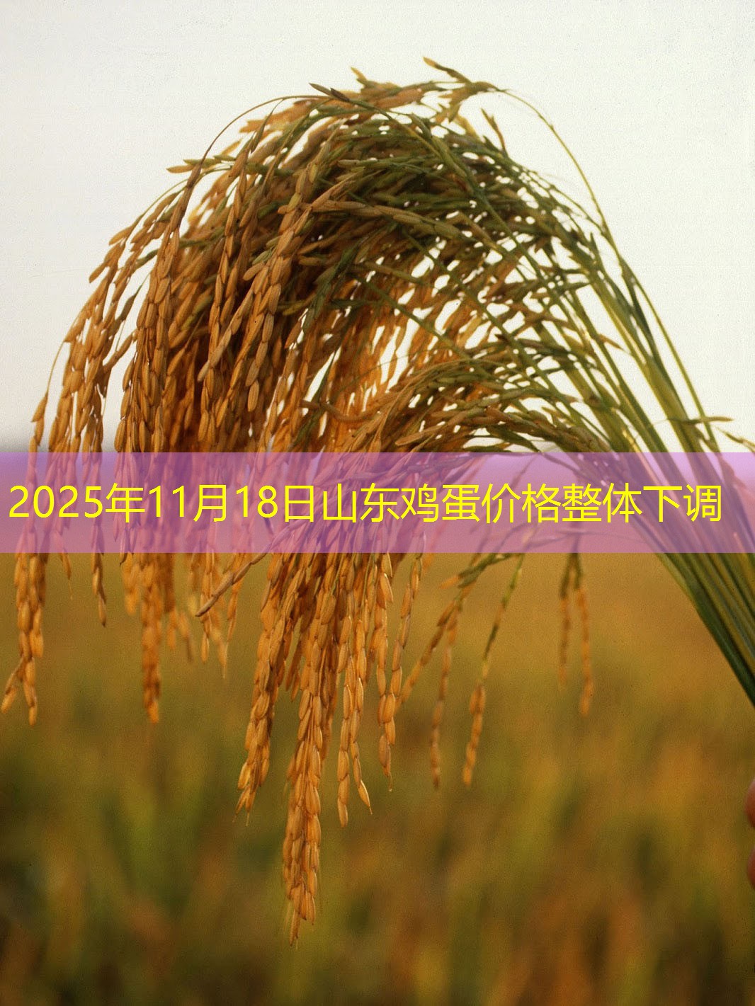 2025年11月18日山东鸡蛋价格整体下调