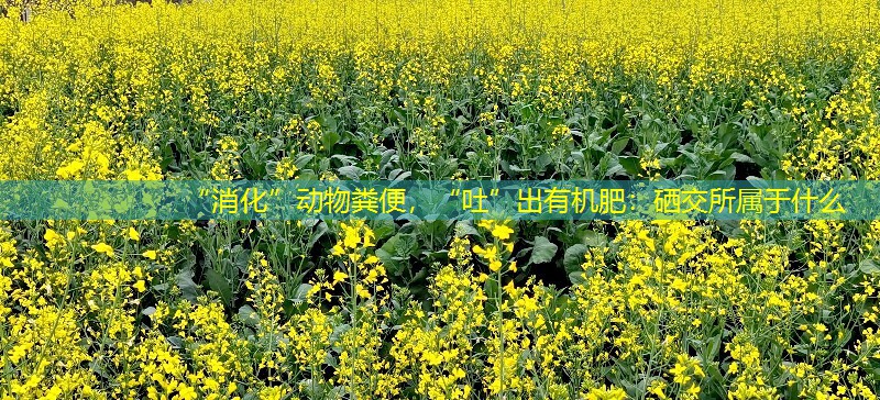 “消化”动物粪便，“吐”出有机肥