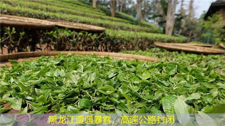 黑龙江遭遇暴雪，高速公路封闭