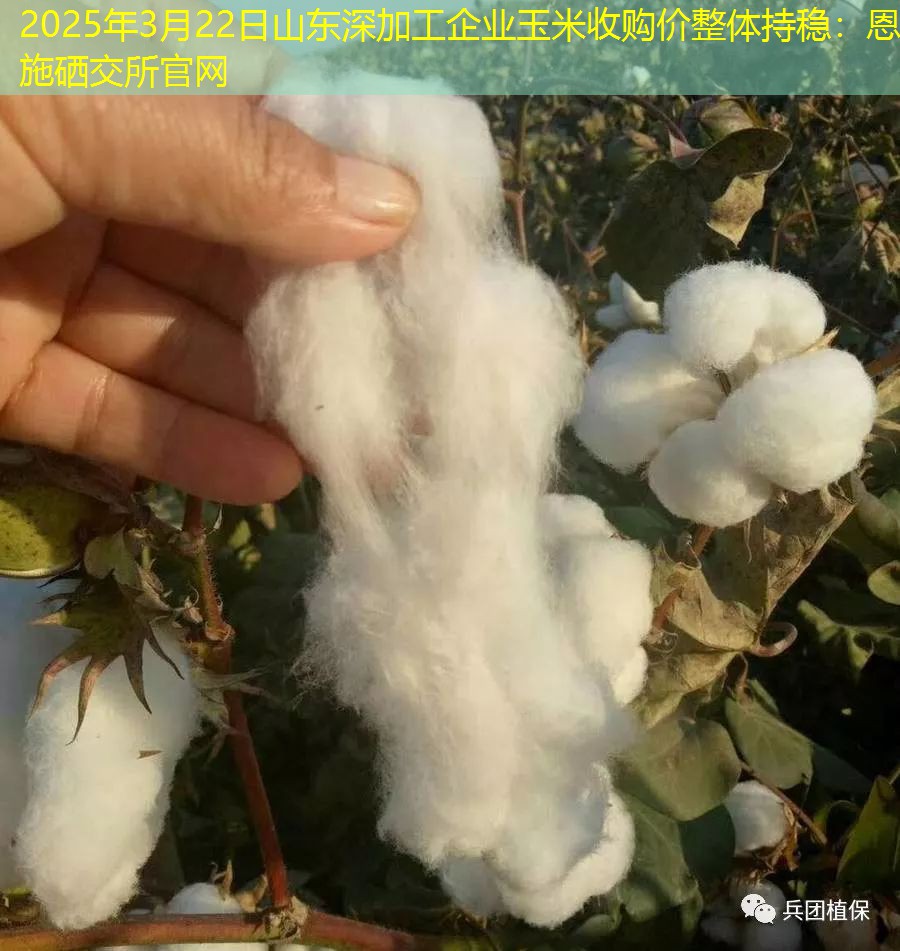 2025年3月22日山东深加工企业玉米收购价整体持稳