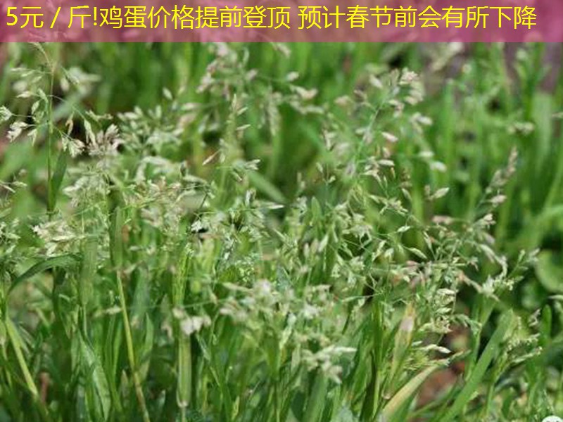 5元／斤!鸡蛋价格提前登顶 预计春节前会有所下降