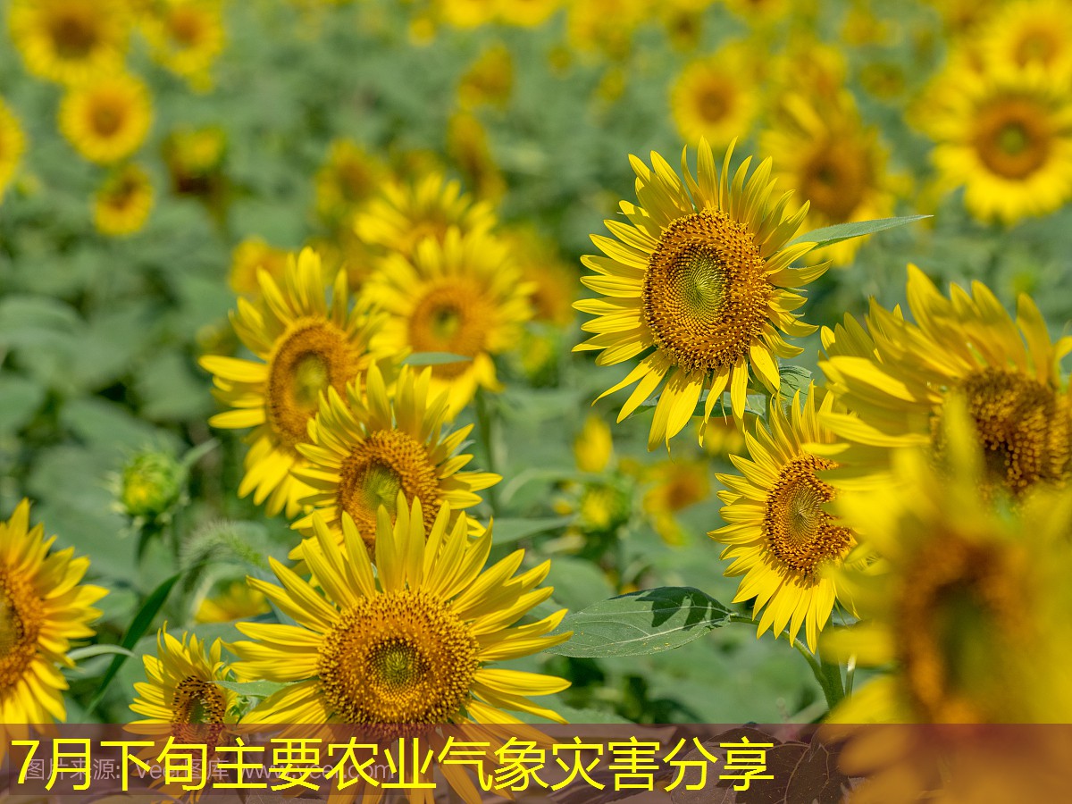 7月下旬主要农业气象灾害分享