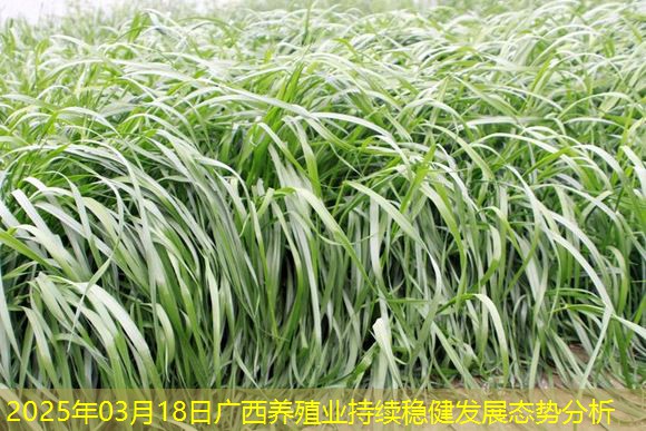2025年03月18日广西养殖业持续稳健发展态势分析