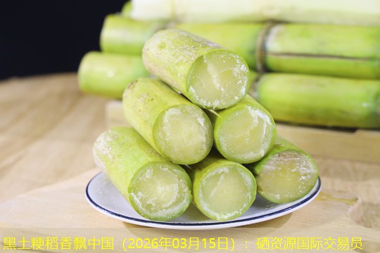 黑土粳稻香飘中国（2026年03月15日）