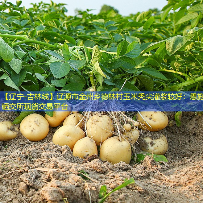 【辽宁-吉林线】辽源市金州乡德林村玉米秃尖灌浆较好