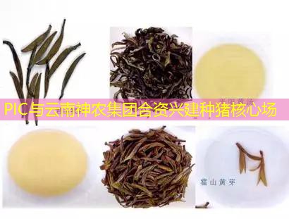 PIC与云南神农集团合资兴建种猪核心场