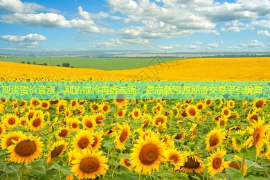 现货蛋价普涨，期货或将再度走强