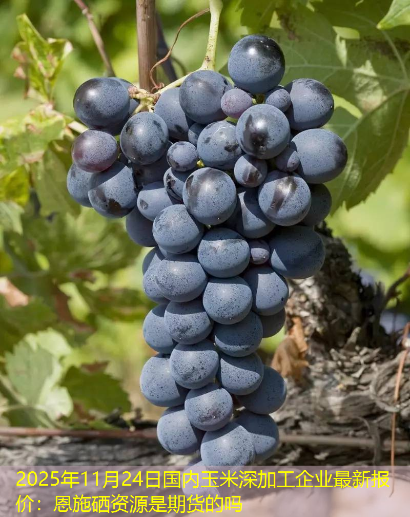 2025年11月24日国内玉米深加工企业最新报价