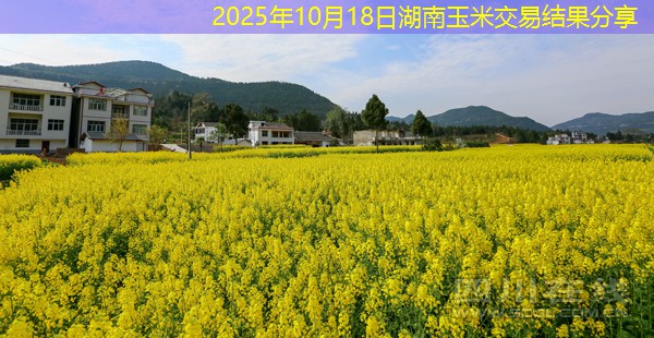 2025年10月18日湖南玉米交易结果分享