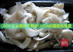 CBOT玉米期货下跌受USDA供需报告拖累