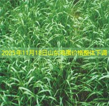 2025年11月18日山东鸡蛋价格整体下调