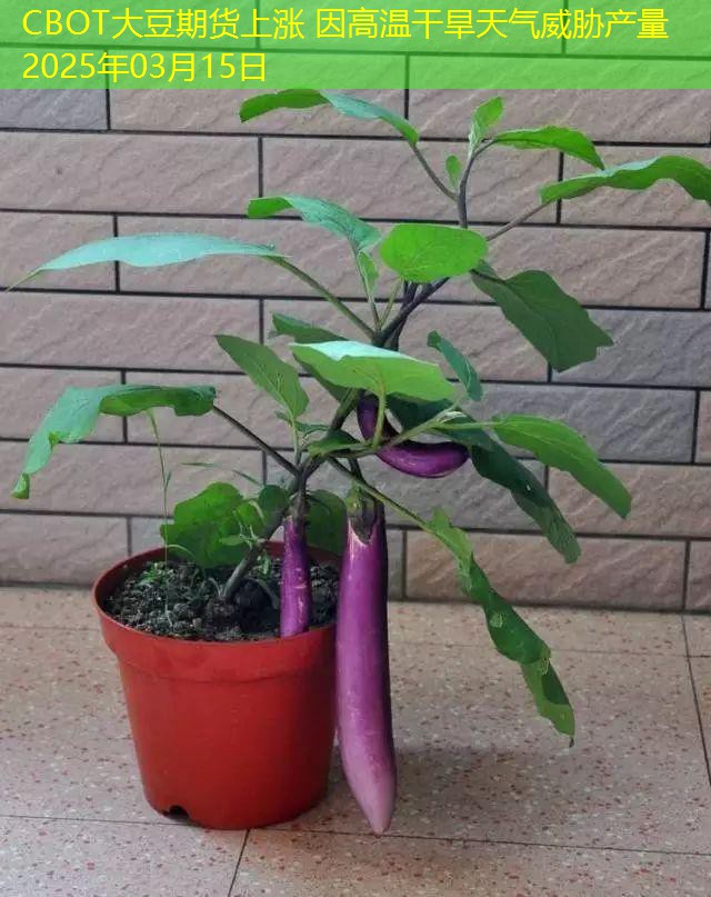 CBOT大豆期货上涨 因高温干旱天气威胁产量 2025年03月15日