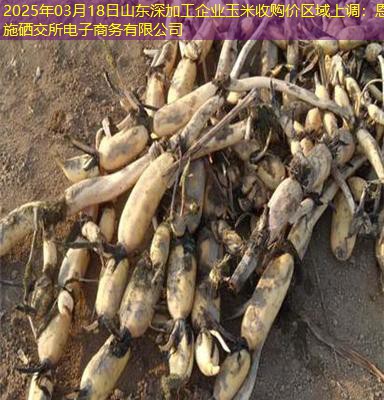 2025年03月18日山东深加工企业玉米收购价区域上调