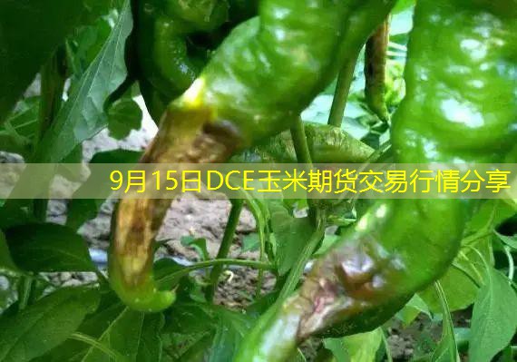 9月15日DCE玉米期货交易行情分享