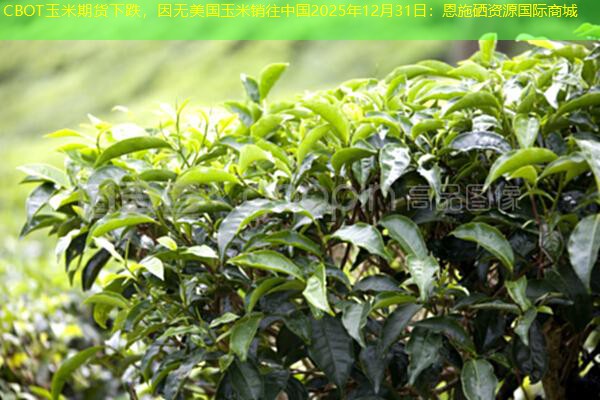 CBOT玉米期货下跌，因无美国玉米销往中国2025年12月31日