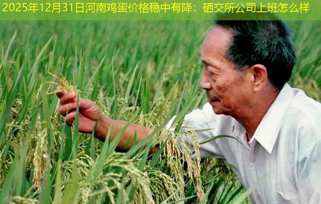 2025年12月31日河南鸡蛋价格稳中有降