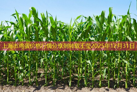 上海市鸡蛋价格行情分享到转载王莹2025年12月31日