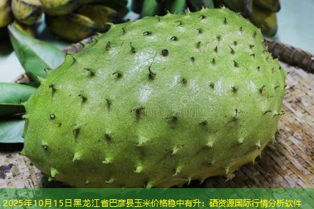 2025年10月15日黑龙江省巴彦县玉米价格稳中有升