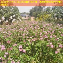 2025年11月13日山东鸡蛋价格下降