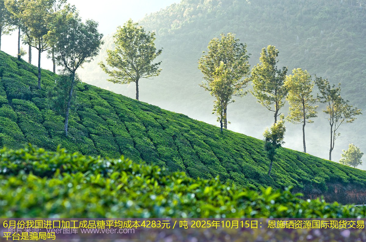 6月份我国进口加工成品糖平均成本4283元／吨 2025年10月15日