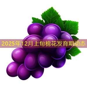 2025年12月上旬棉花发育期动态