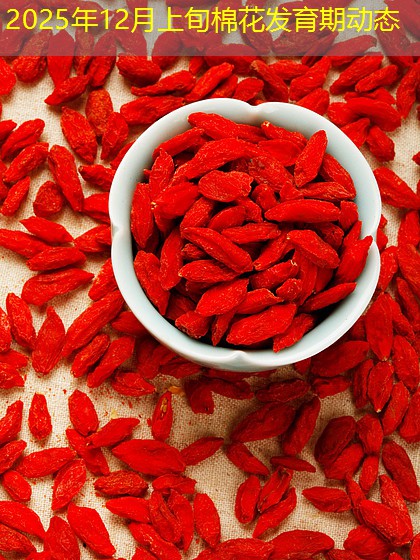 2025年12月上旬棉花发育期动态