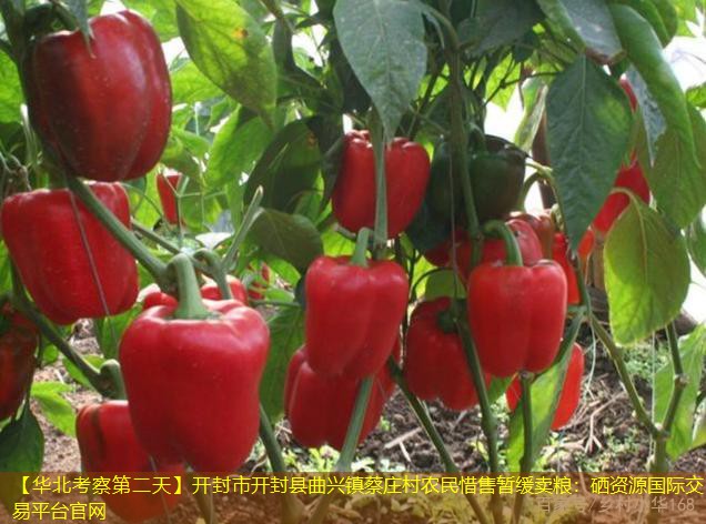 【华北考察第二天】开封市开封县曲兴镇蔡庄村农民惜售暂缓卖粮