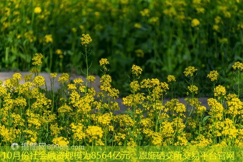 10月份社会融资规模为8564亿元