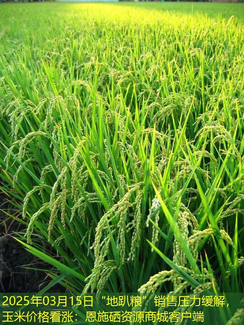 2025年03月15日“地趴粮”销售压力缓解，玉米价格看涨