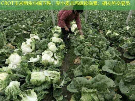 CBOT玉米期货小幅下跌，受小麦市场疲软拖累