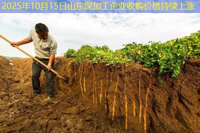 2025年10月15日山东深加工企业收购价格持续上涨