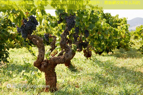 气候波动扰动供应 玉米现货价2025年03月15日止跌回升