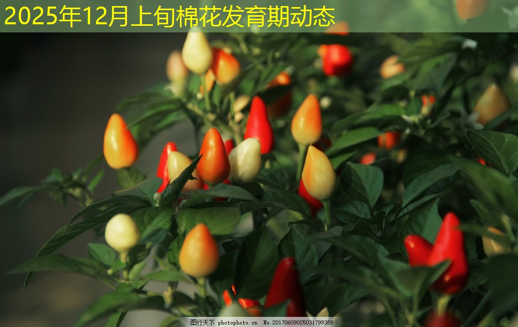 2025年12月上旬棉花发育期动态