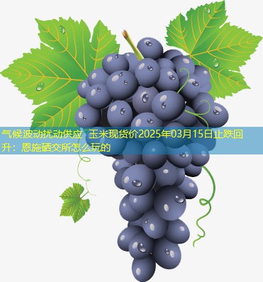 气候波动扰动供应 玉米现货价2025年03月15日止跌回升